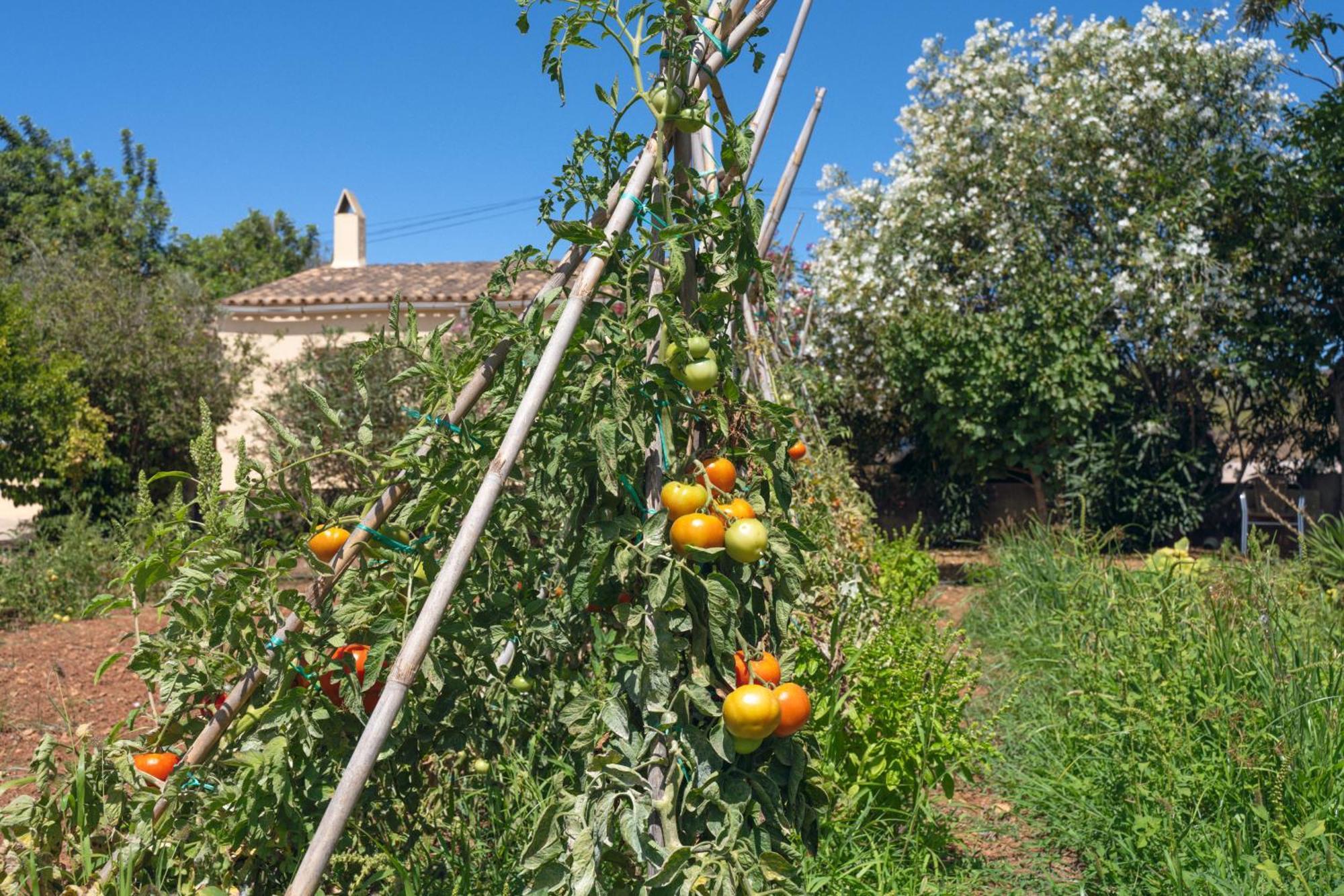 Finca Es Baladre Villa Capdepera  Ngoại thất bức ảnh